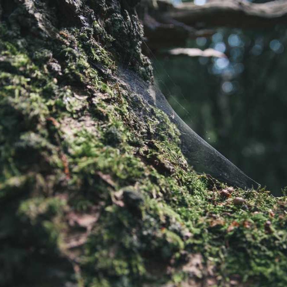 Authentic Cultural Brand Integration