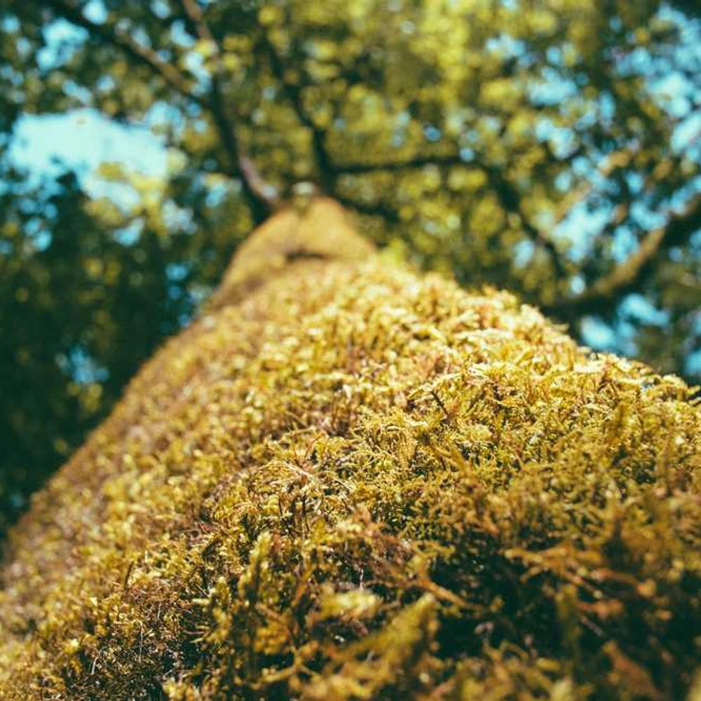 Authentic Instagram Reels for Brand Promotion