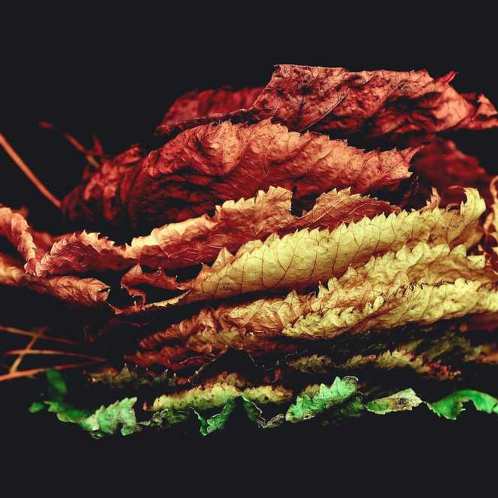 Authentic Nigerian Content for Global Youth