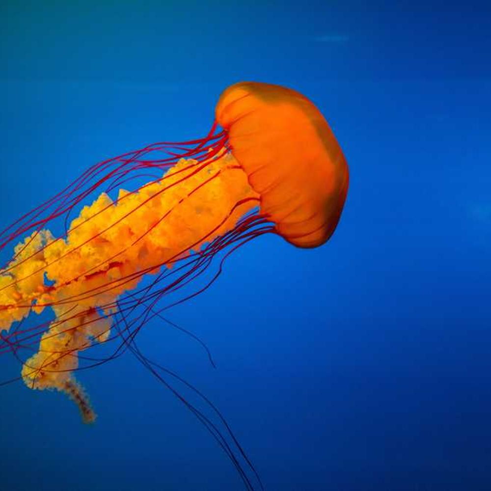 Authentic Lifestyle Stories in Utako