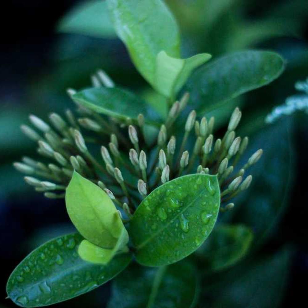 Instagram Giveaway for Nigerian Audience