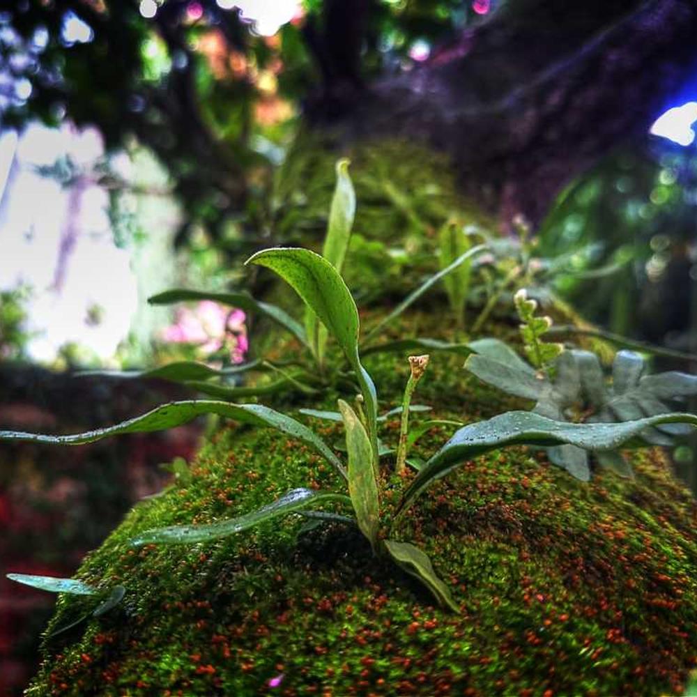 Authentic Live Stream Brand Mention