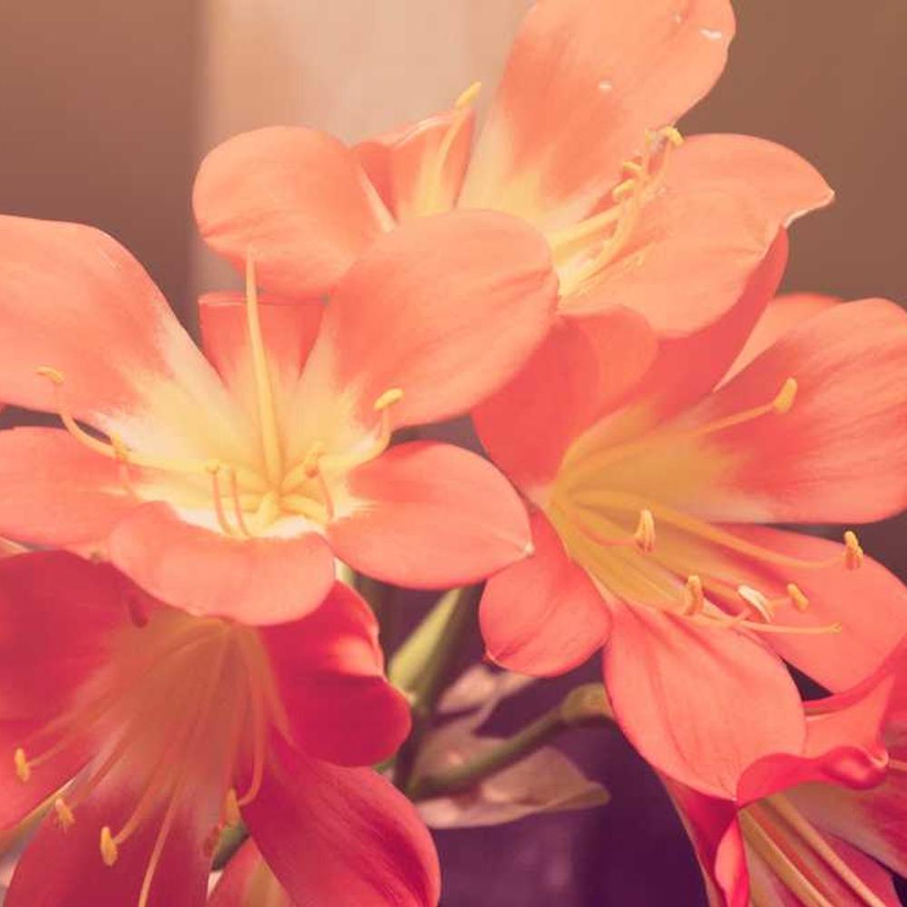 60-Second Instagram Live Endorsement