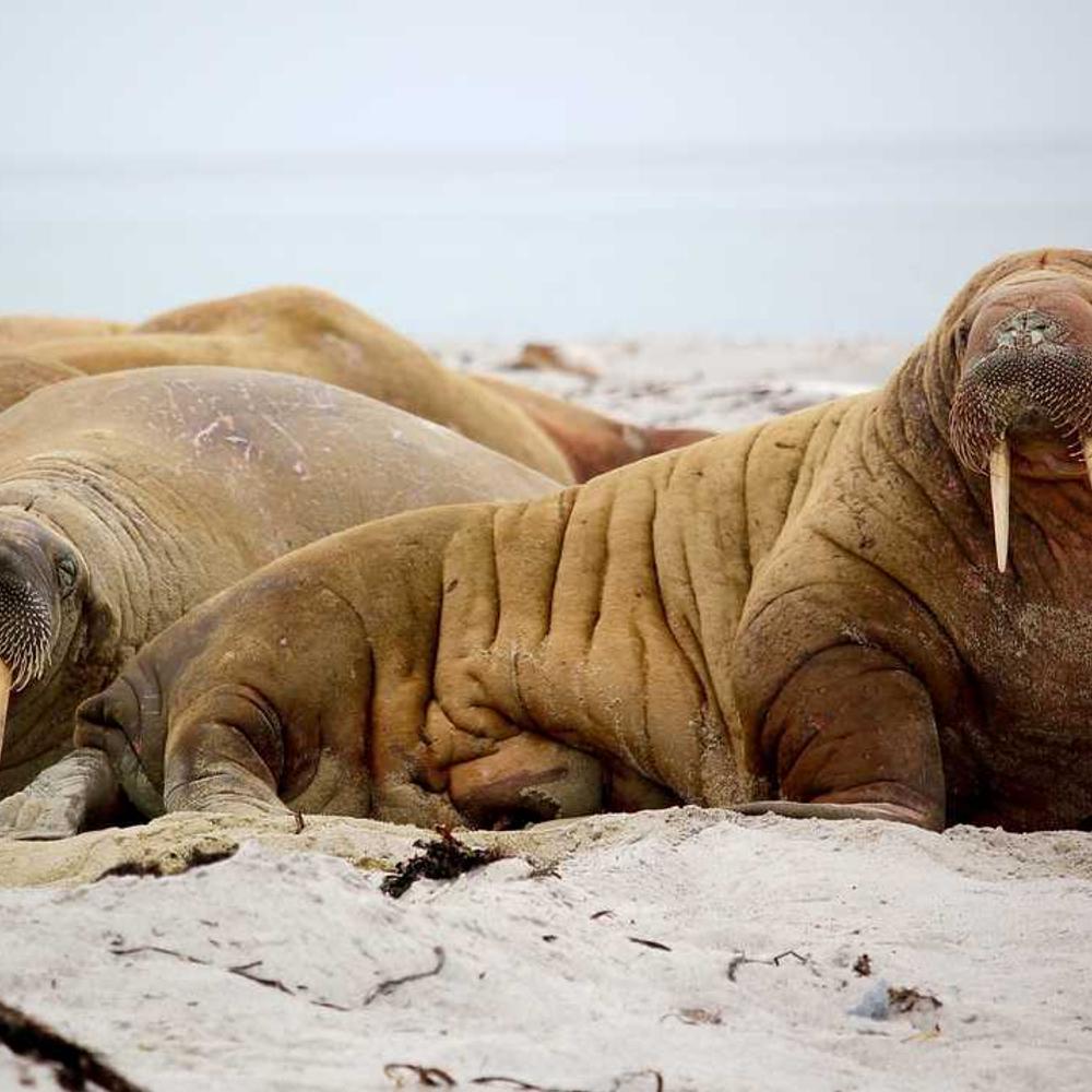 Authentic Lagos Style Reel Collaboration