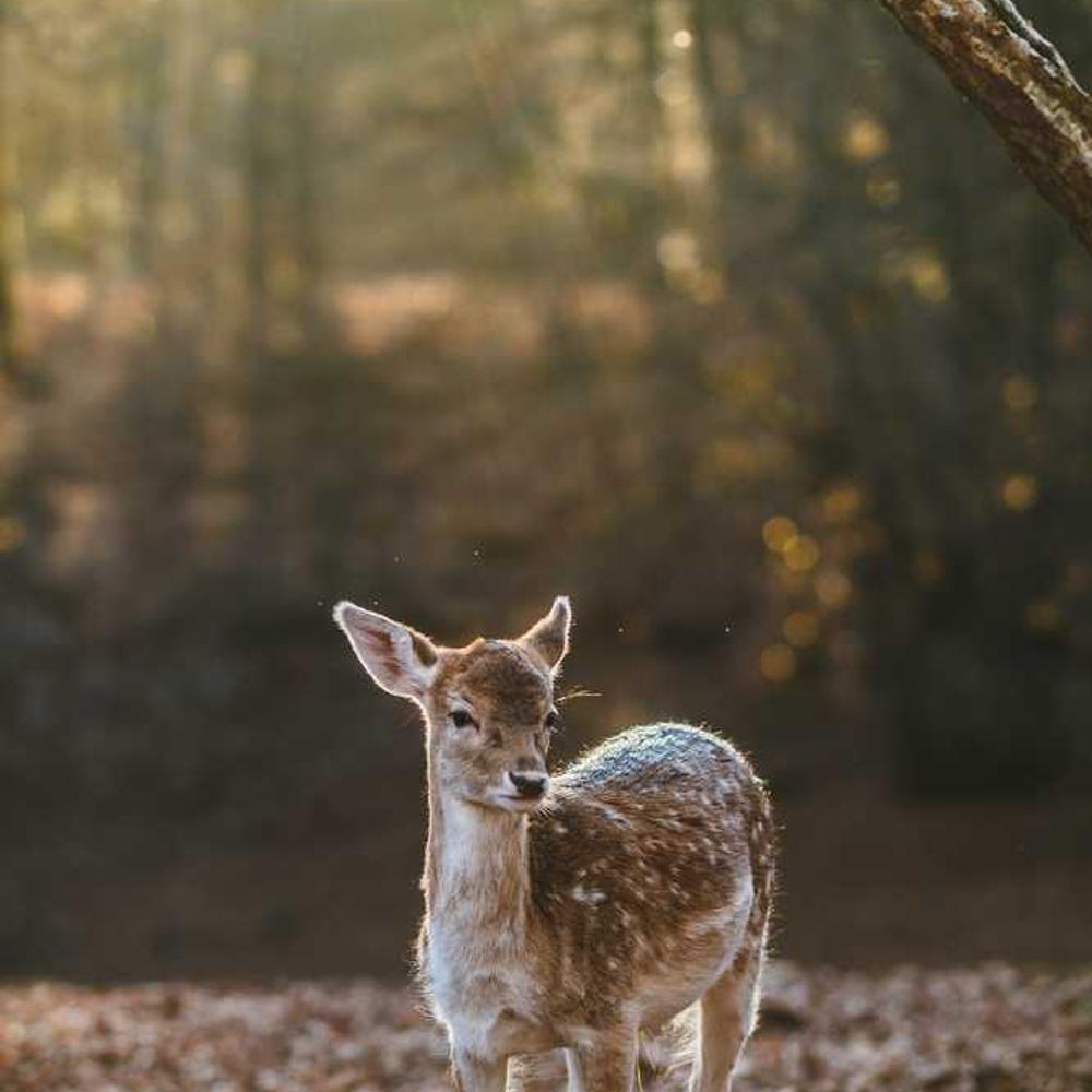 Authentic UGC Video for Indonesian Engagement