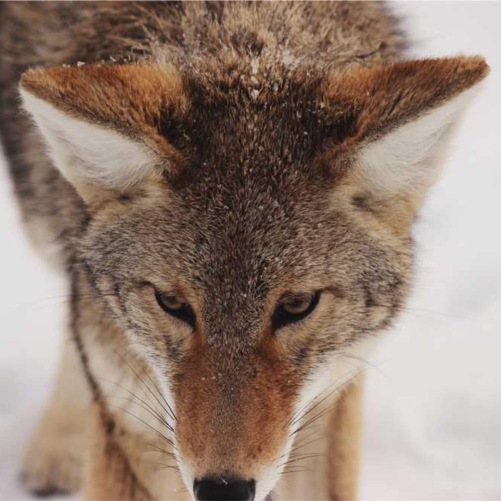 Instagram Live Endorsement for Indonesian Audience