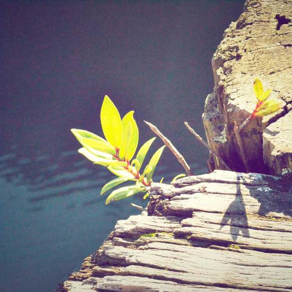 TikTok Parenting Content Integration