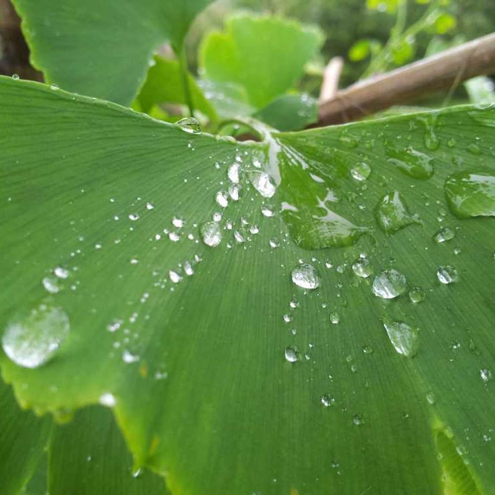 Authentic Indonesian Home and Kitchen Promotion