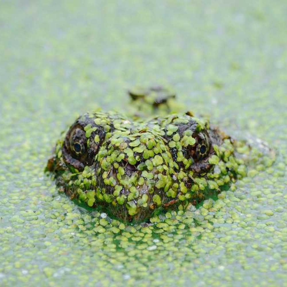 Authentic Indonesian Community Access