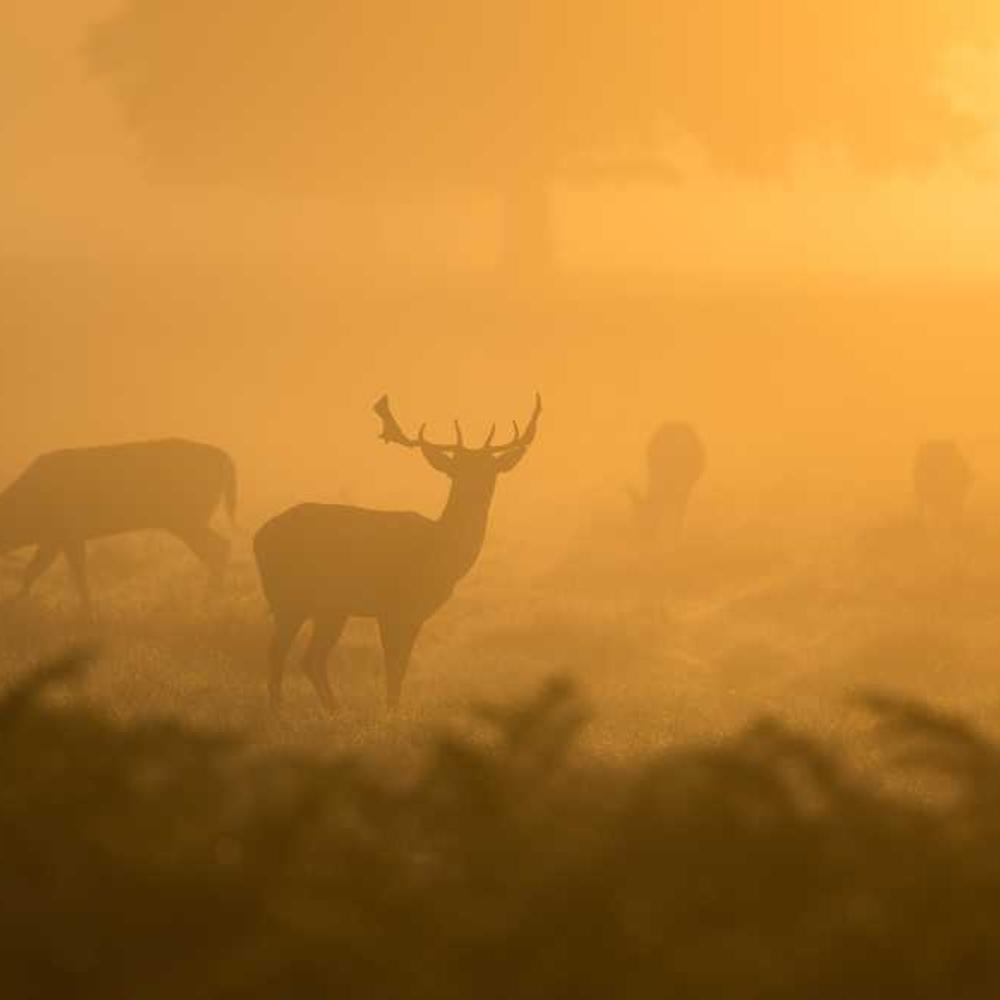 Family-Focused Brand Integration Reel