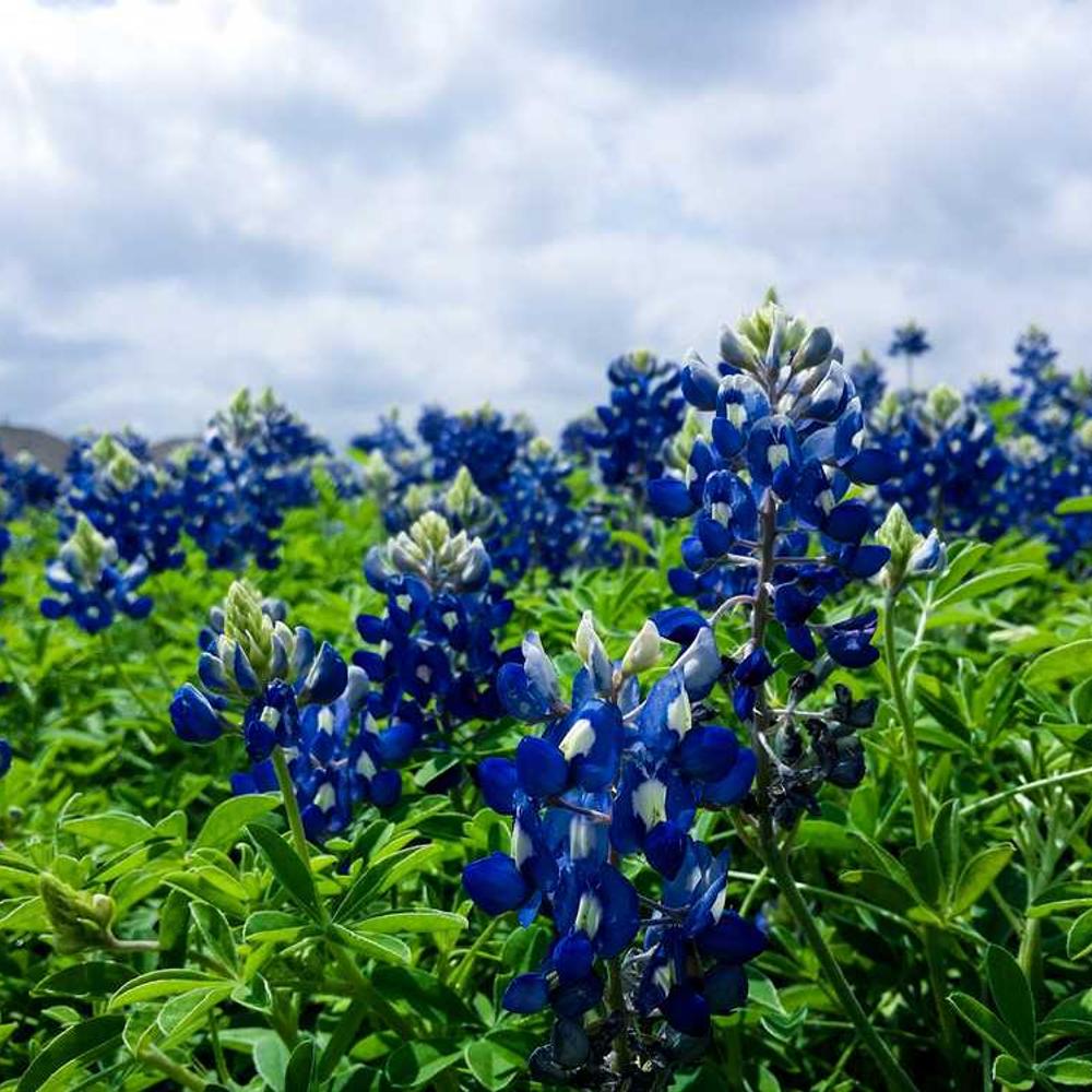 Calamba Community Engagement Giveaway