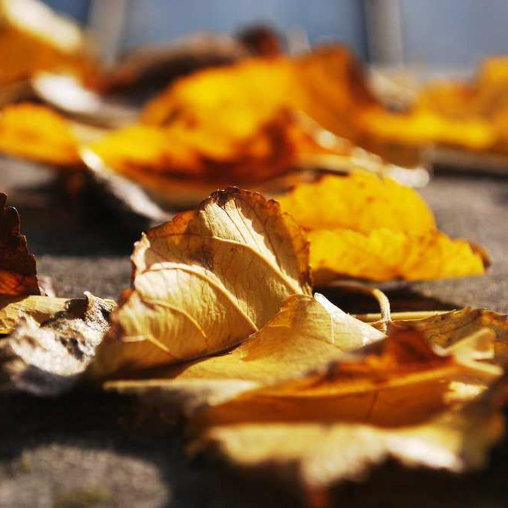 Exclusive 24-Hour Facebook Story Mention