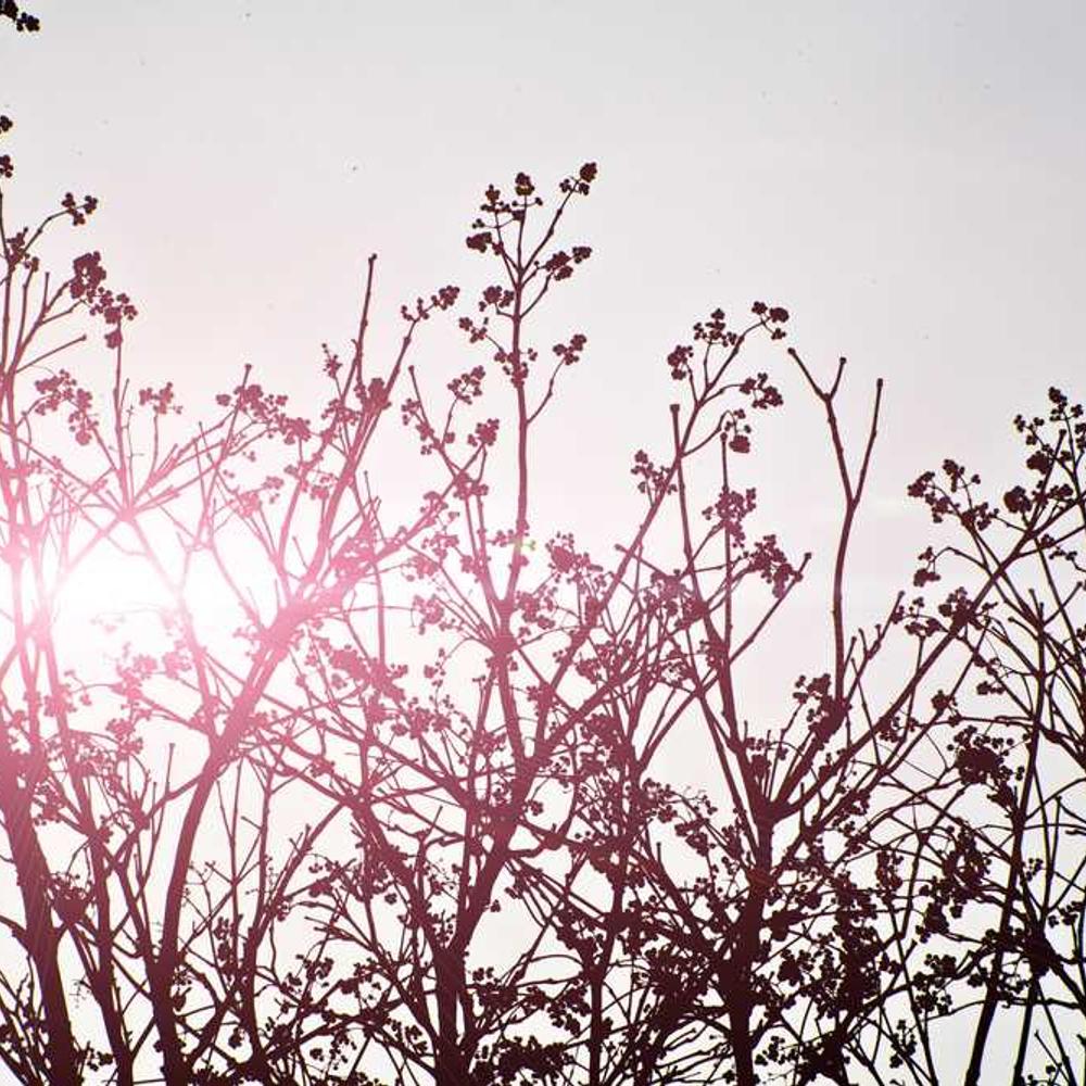 Indonesian Lifestyle Content Bundle