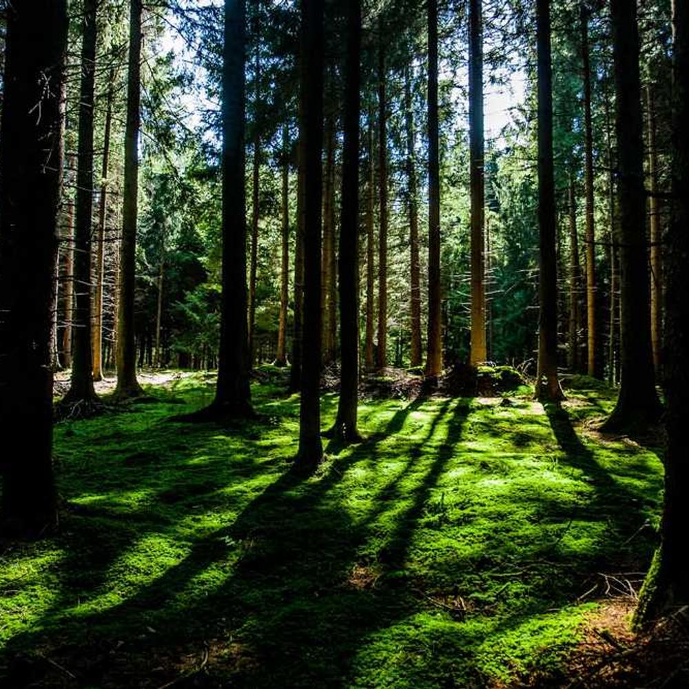 Live Shoutout for Toronto Creatives