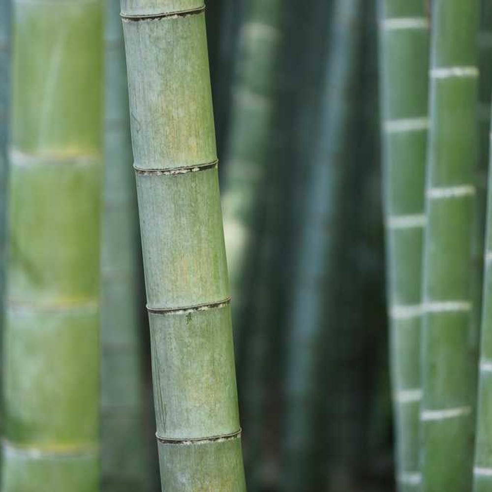 Authentic South African Street Style Reel