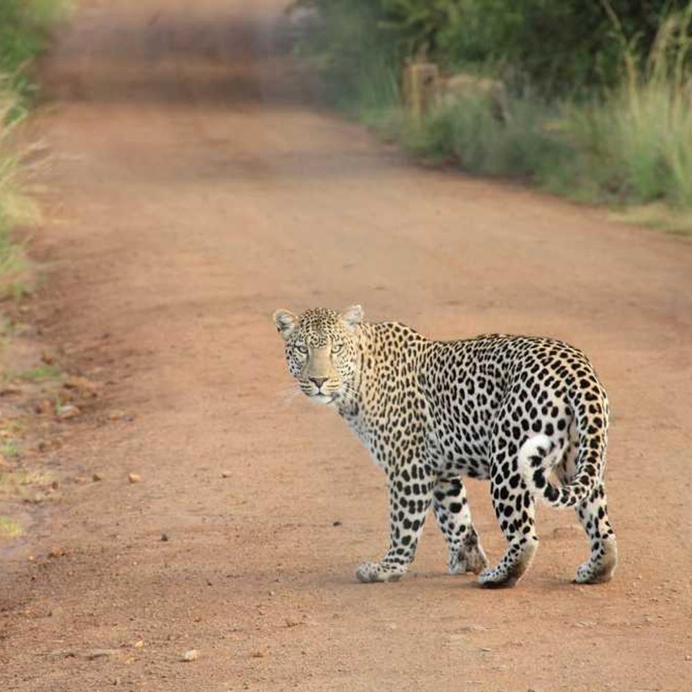 Viral Meme-Style Video Content