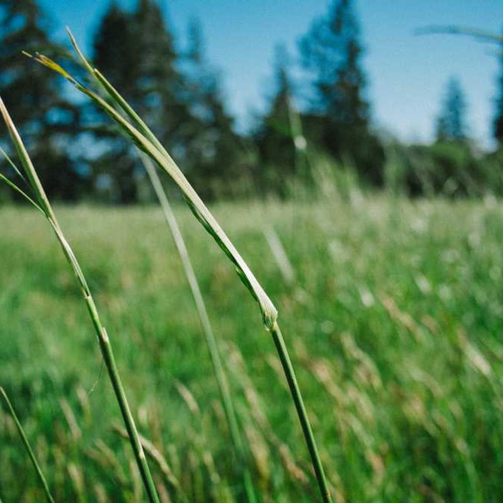 Dedicated Facebook Reel for Dallas Reach