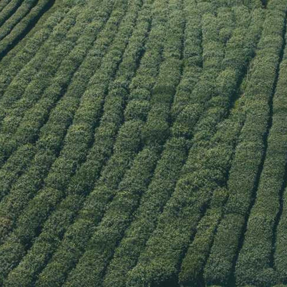 Complimentary Discount Code for Manila